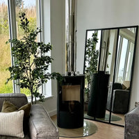 Variegated Ficus Tree in Black Plastic Pot 195cm
