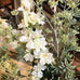 White Delphinium Spray with Leaves 90cm