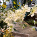 White Delphinium Spray with Leaves 90cm C