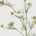 White Nigella 'Love in a Mist' Spray 80cm B