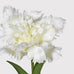 White Parrot Tulip with Leaves 45cm B