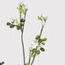 White Wax Flower Stem with Leaves 65cm B