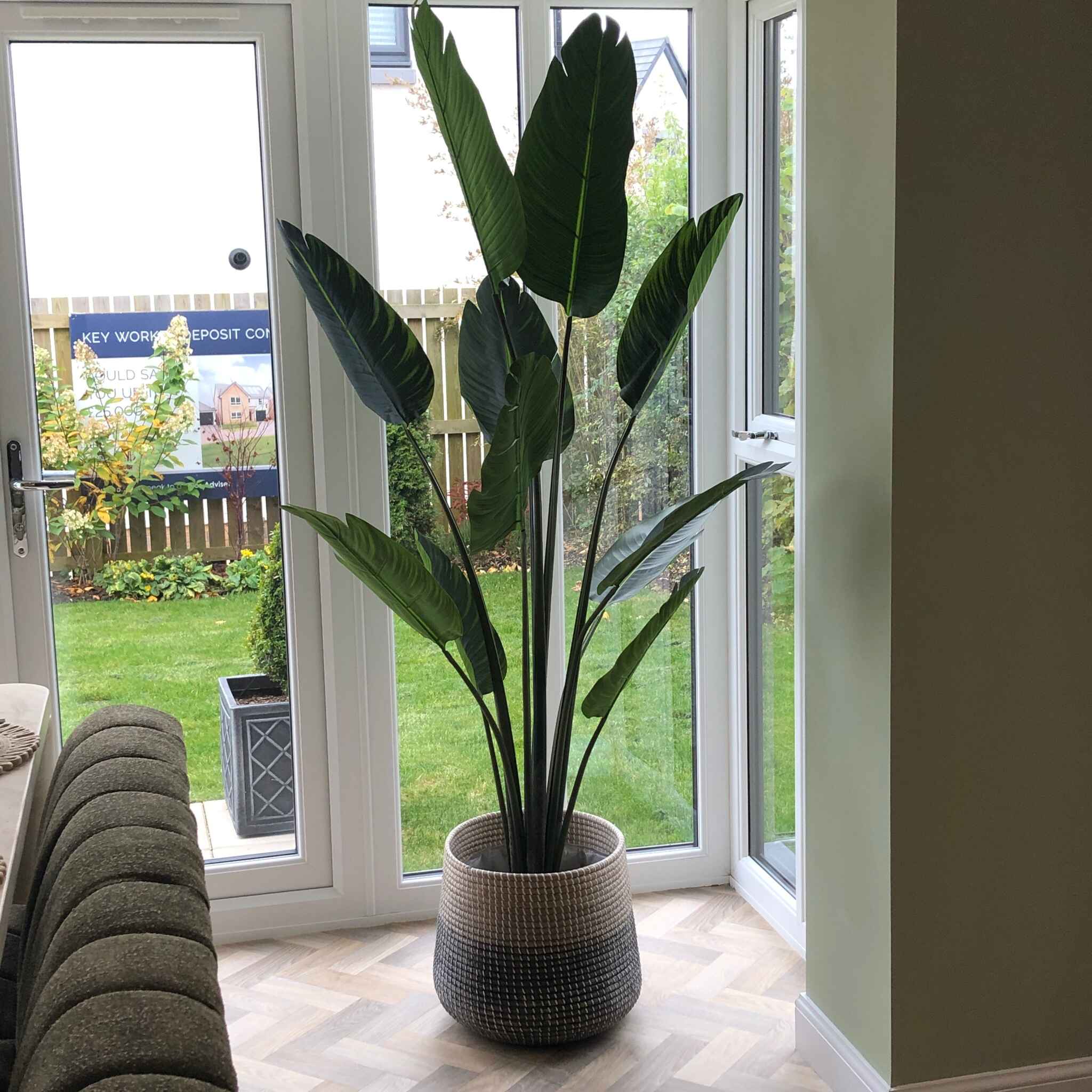 Wild Banana Palm Tree in Black Plastic Pot