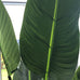 Wild Banana Palm Tree in Black Plastic Pot 190cm D