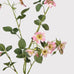 Wild Pink Rose Spray with Leaves 95cm B