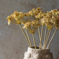 Yarrow Bunch Stem 48cm | Annie Mo's