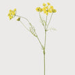 Yellow Wild Fennel Spray 