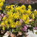 Yellow Wild Fennel Spray 97cm C