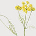 Yellow Wild Fennel Spray 97cm E