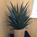 Yucca Plant in Black Plastic Pot 75cm B