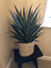Yucca Plant in Black Plastic Pot 75cm E
