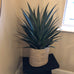 Yucca Plant in Black Plastic Pot 75cm F