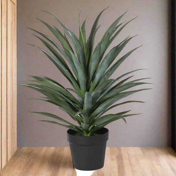 plastic yucca plant Yucca Plant in Black Plastic Pot
