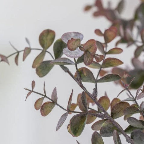 Eucalyptus Plum Stem 66cm | Annie Mo's b