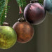 Oko Baubles (Set of 4) 6cm
