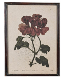 Geranium Studies Framed Prints 60cm - Style Choice