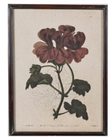 Geranium Studies Framed Prints 60cm - Style Choice