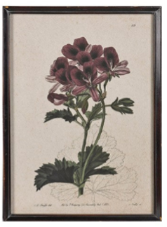 Geranium Studies Framed Prints 60cm - Style Choice