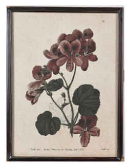 Geranium Studies Framed Prints 60cm - Style Choice