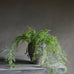 Asparagus Trailing Stem 92cm | Annie Mo's