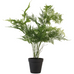 Asparagus Fern in Pot