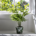 Asparagus Fern in Pot | Annie Mo's