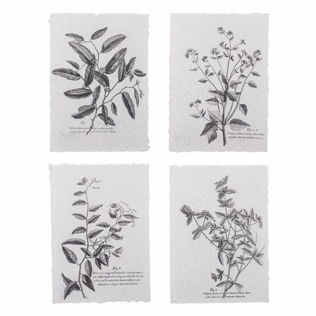 Botanical Prints on Rustic Paper 35cm | Annie Mo's