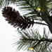 Christmas Branch with LED's 80cm