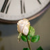 Cream Rose 50cm