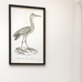 Framed Limpkin Bird Print 70cm | Annie Mo's