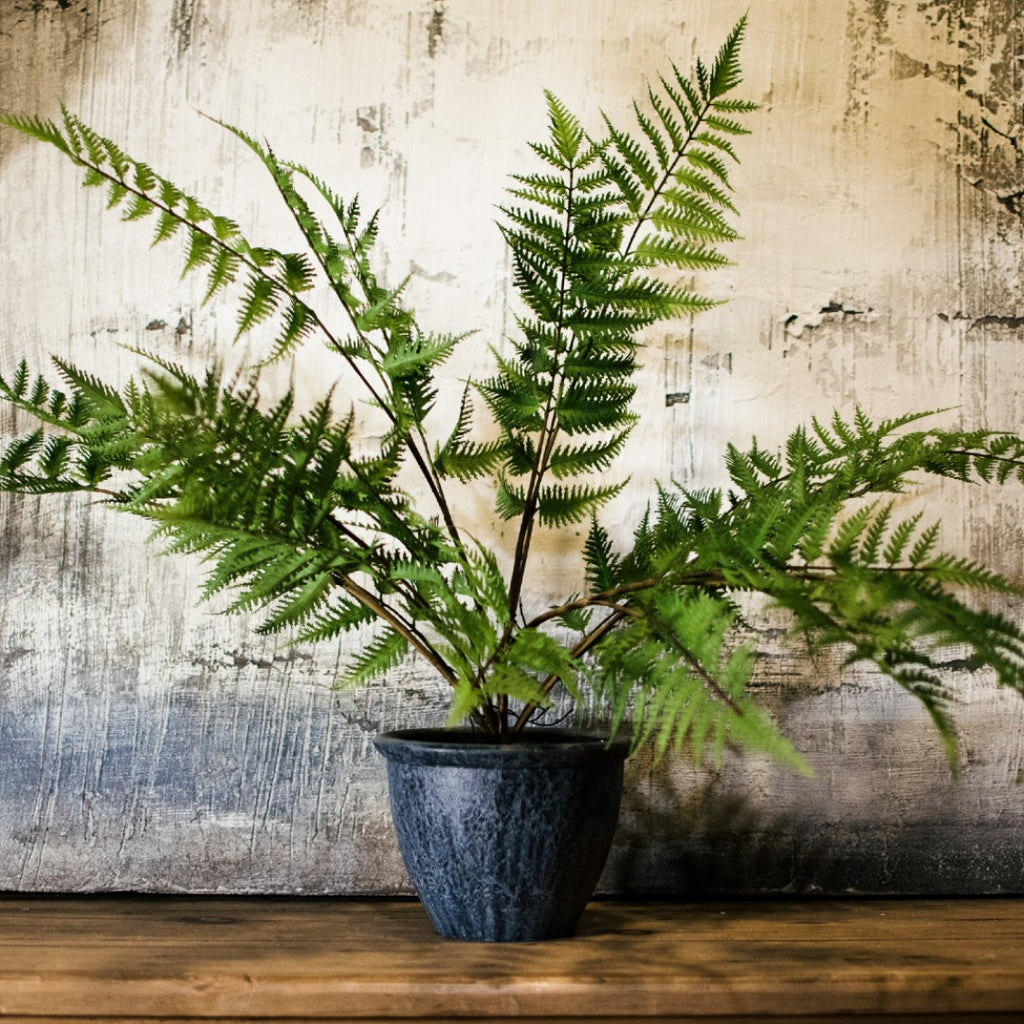 Green Bracken Fern Bush In Dark Grey Pot | Annie Mo's