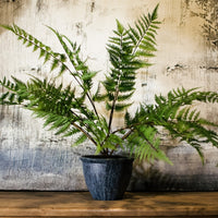 Green Bracken Fern Bush In Dark Grey Pot | Annie Mo's