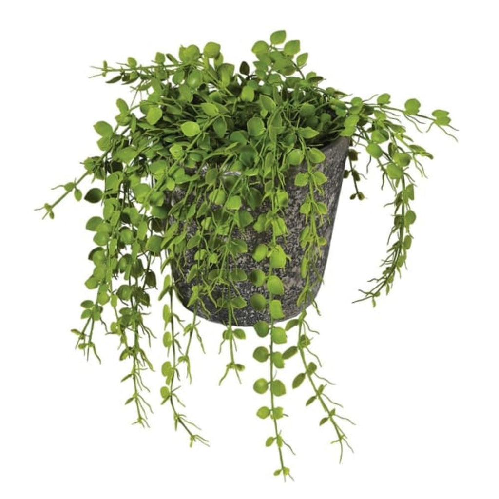 Green Button Fern in Pot | Annie Mo's