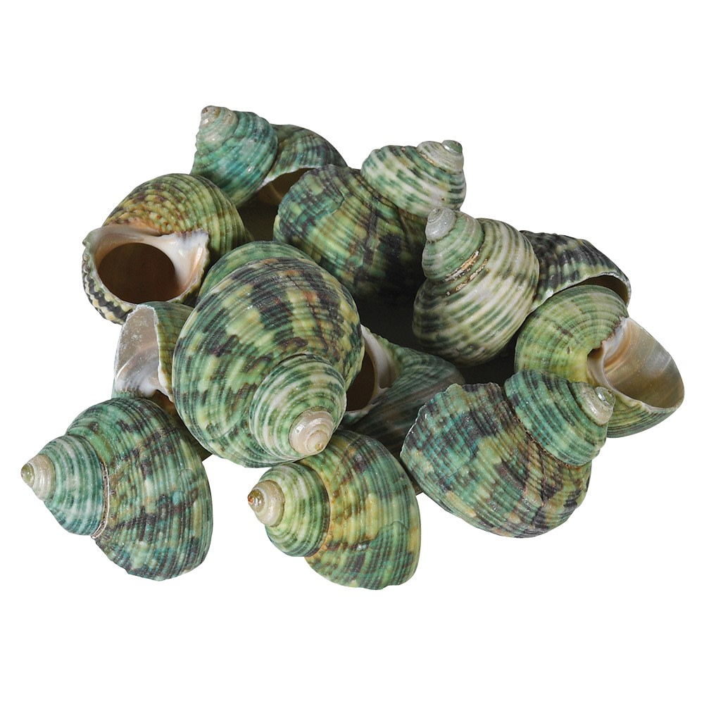 Green Conch Shells | Annie Mo's