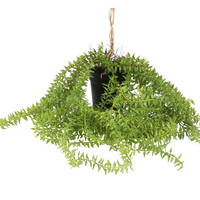 Green Senecio in Pot | Annie Mo's