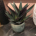 Green and Purple Spikey Aloe Vera in Cream Ribbed Clay Pot C