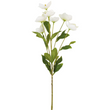 Hellebore White 62cm | Annie Mo's