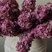 Hydrangea Paniculata 66cm