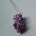Hydrangea Paniculata 66cm