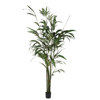 Large Green Bamboo Palm Tree In Small Black Plastic Pot | Annie Mo's