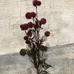 Purple Globe Thistle Spray