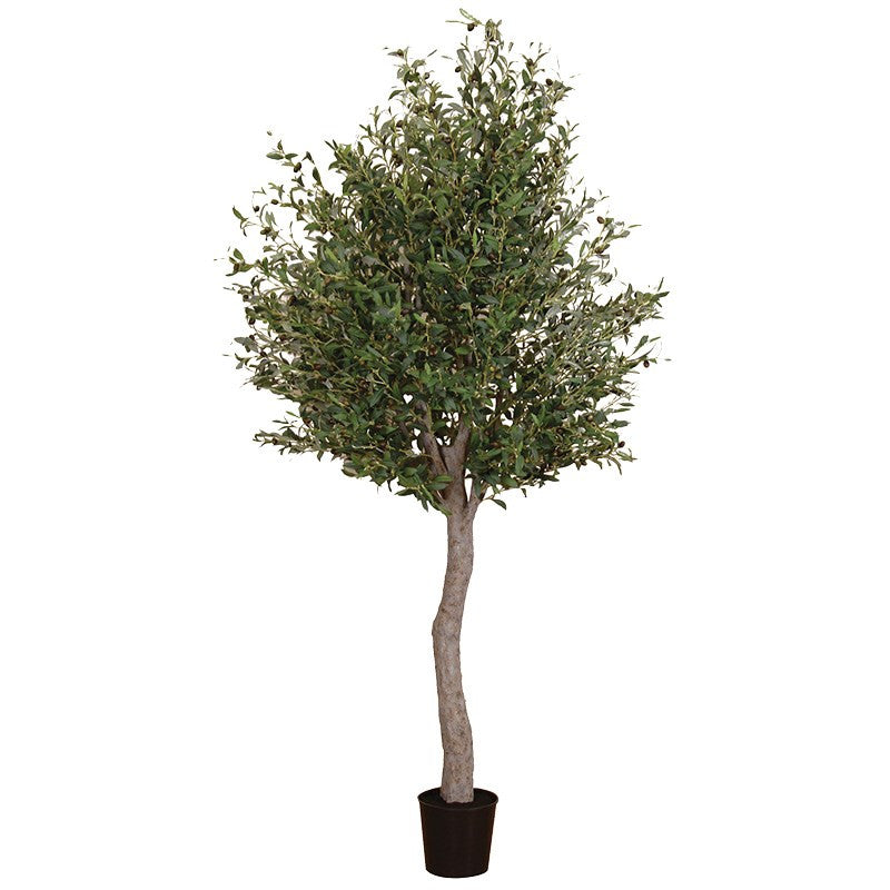 Natural Giant Olive Tree In Black Plastic Pot | Annie Mo's