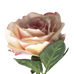 Rose Blush 36cm