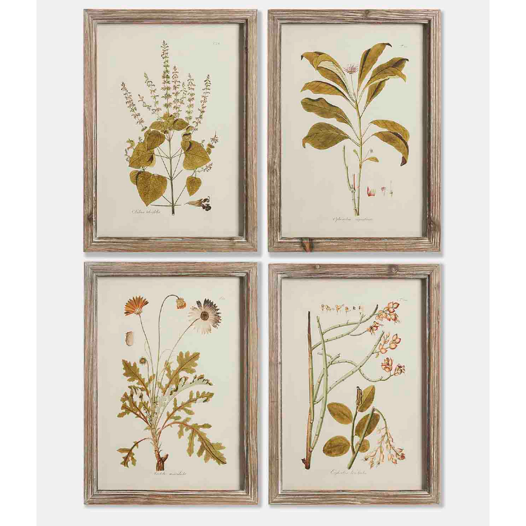 Set of Four Dark Framed Leaf Prints 40cm | Annie Mo's