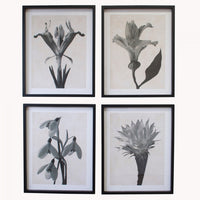 Set of Four Framed Floral Monochrome Prints 50cm Set B | Annie Mo's