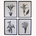 Set of Four Framed Floral Monochrome Prints 50cm Set B | Annie Mo's