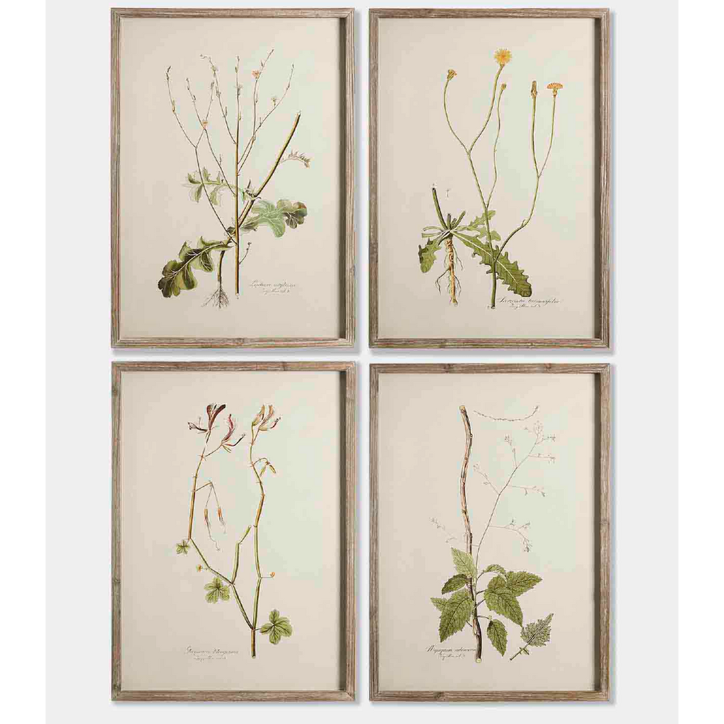 Set of Four Plant Dark Framed Prints 70cm | Annie Mo's