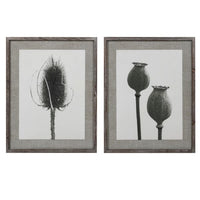 Set of Two Teasel and Poppy Framed Prints 70cm's High | Annie Mo's