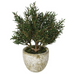 Small Rosemary Bush in Clay Pot 21cm | Annie Mo's