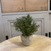 Small Rosemary Bush in Clay Pot 21cm 
